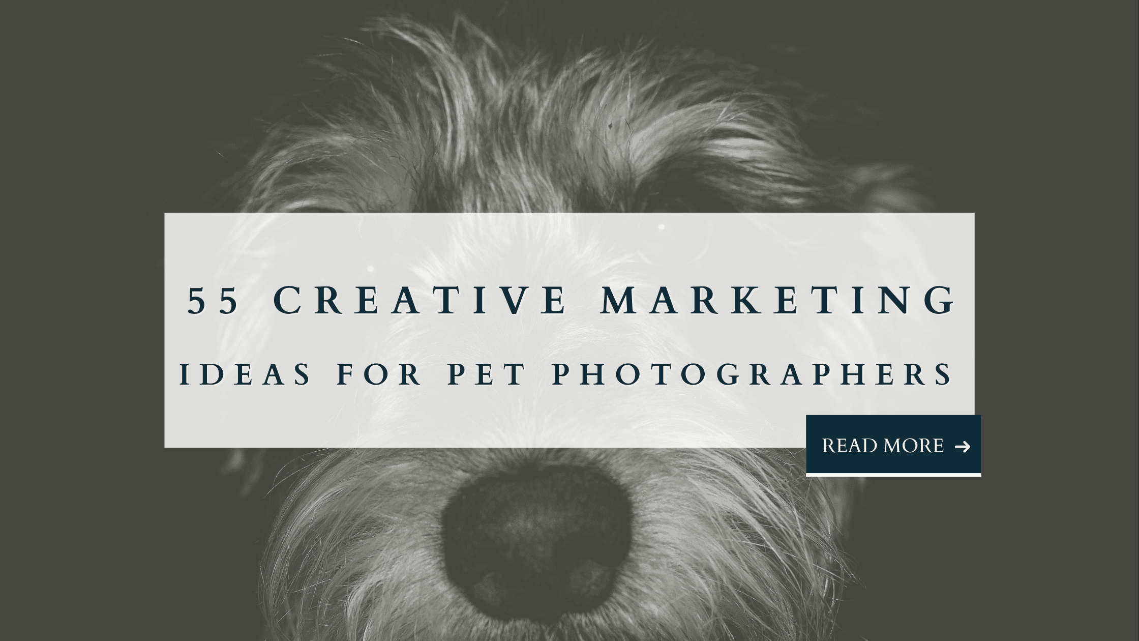 Blog graphic with close-up of a dog’s nose and fur, text overlay reads “55 Creative Marketing Ideas for Pet Photographers.”