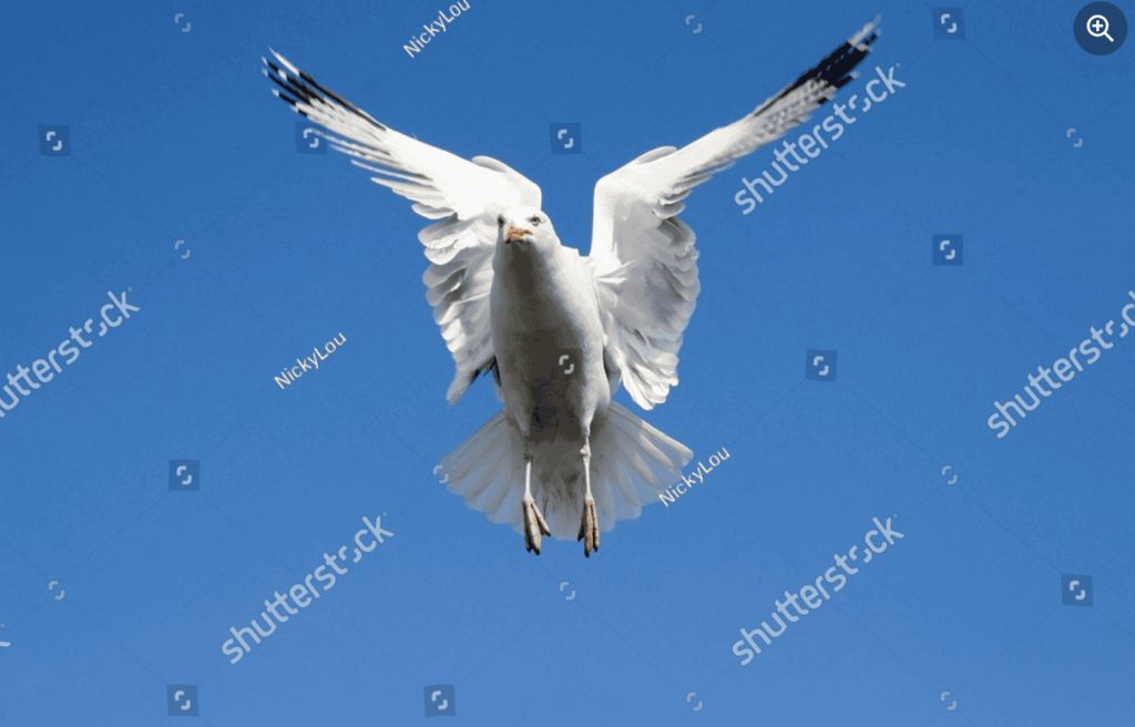 White seagull soaring with wings spread wide against a clear blue sky, Shutterstock contributor photo example.